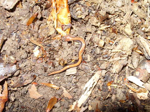 Image of Eastern Red-backed Salamander