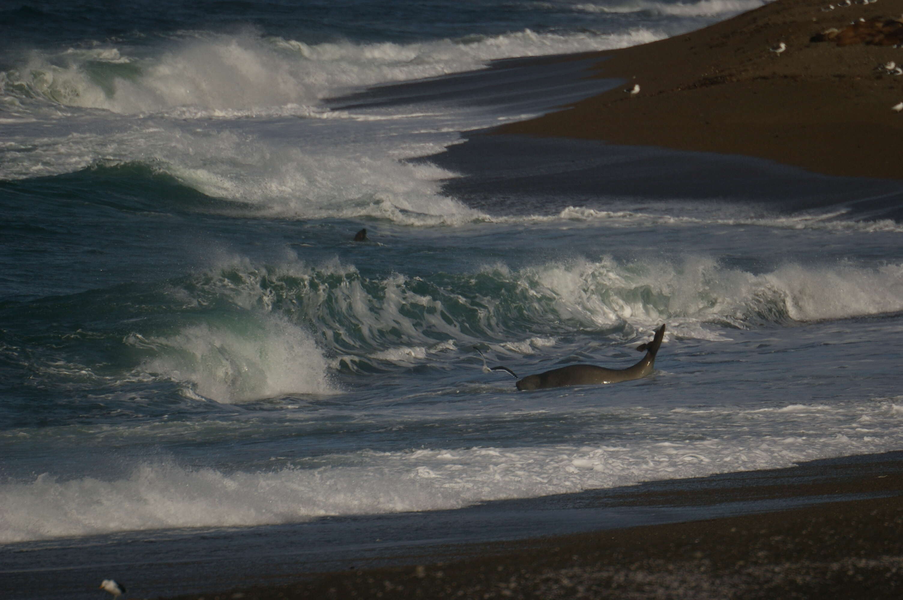 Image of South Atlantic Elephant-seal