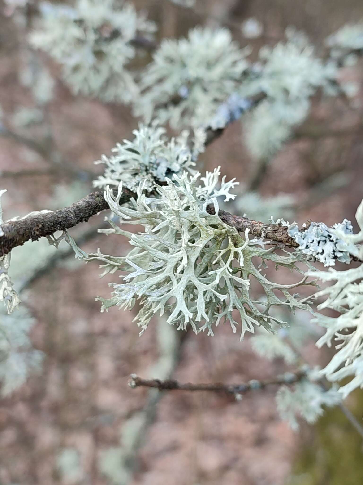 Image of ring lichen