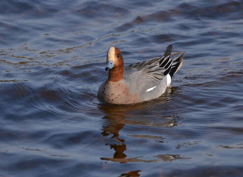 Image of Eurasian Wigeon