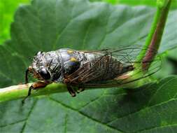 Image of Cicadas, Leafhoppers, and Treehoppers