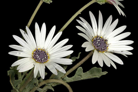 Image of Free State daisy