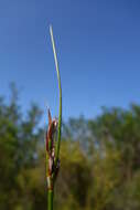 Image of Schoenus auritus (Nees) T. L. Elliott & Muasya