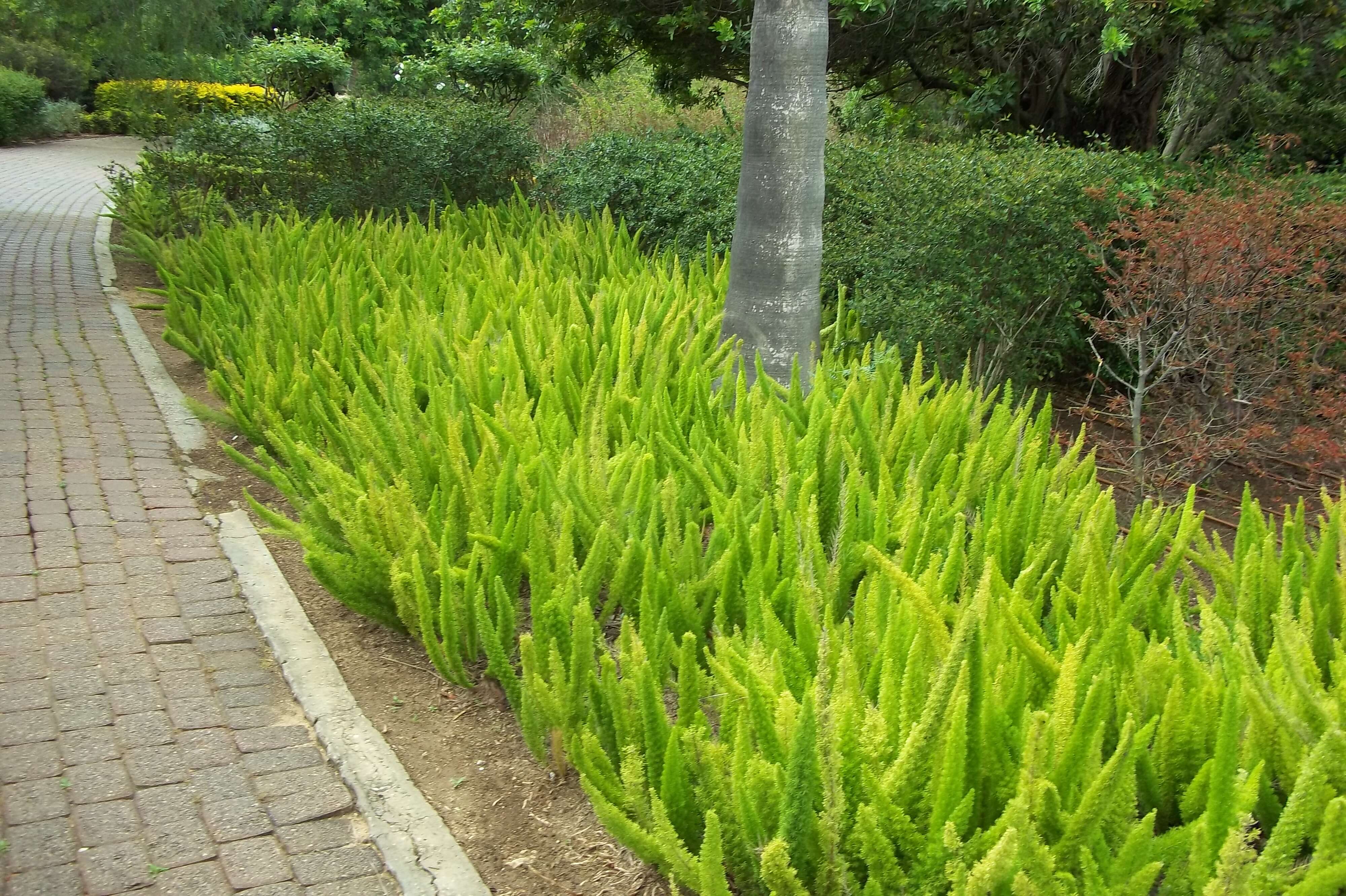 Image of Cwebe asparagus fern