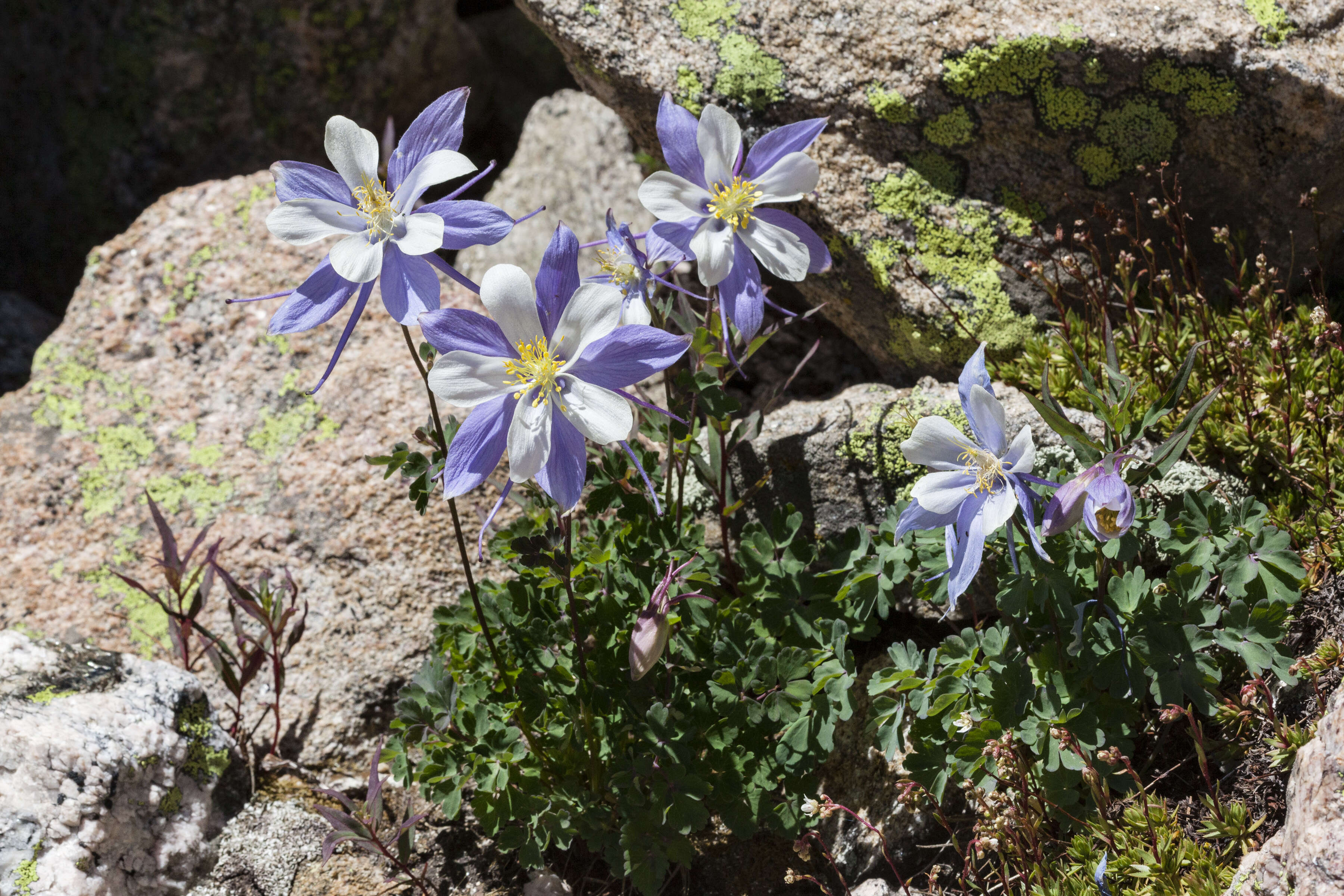 Image of Colorado blue columbine