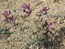 Imagem de Astragalus casei A. Gray