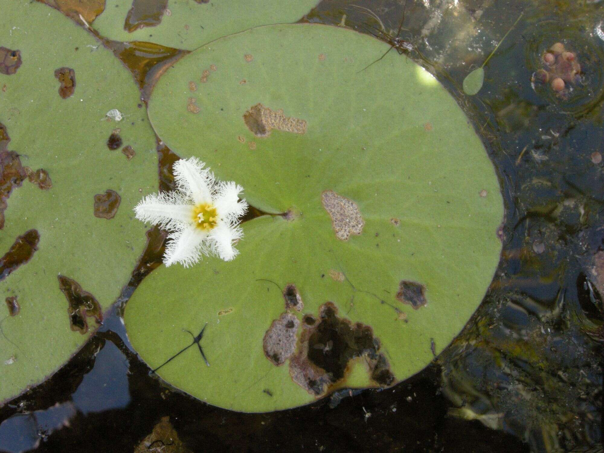 Image of Water-snowflake