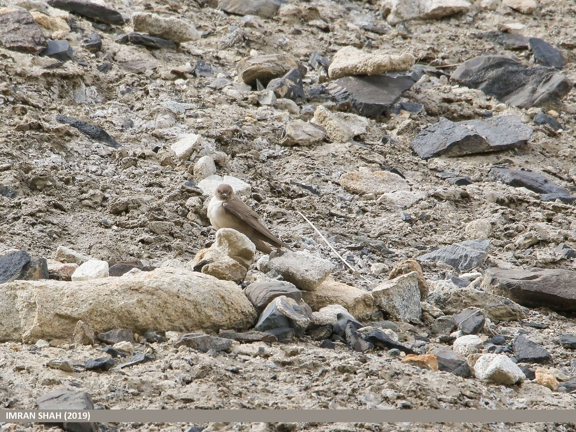 Image of Eurasian Crag Martin