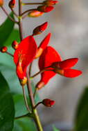 Слика од Erythrina crista-galli L.