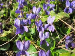 Image of sweet violet