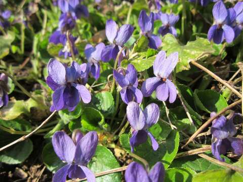 Image of sweet violet