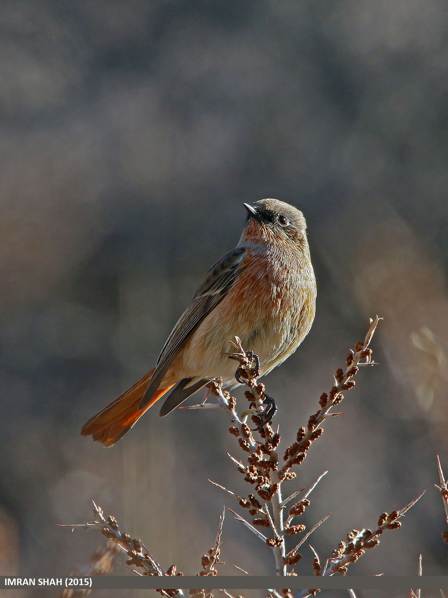 Image of Eversmann's Redstart