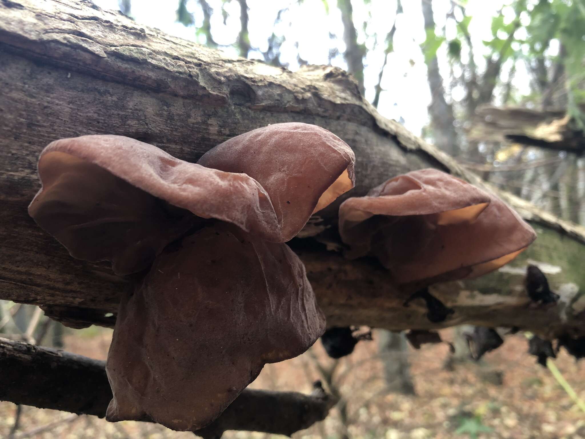 Image of ear fungus