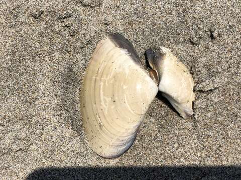 Image of Pismo clam