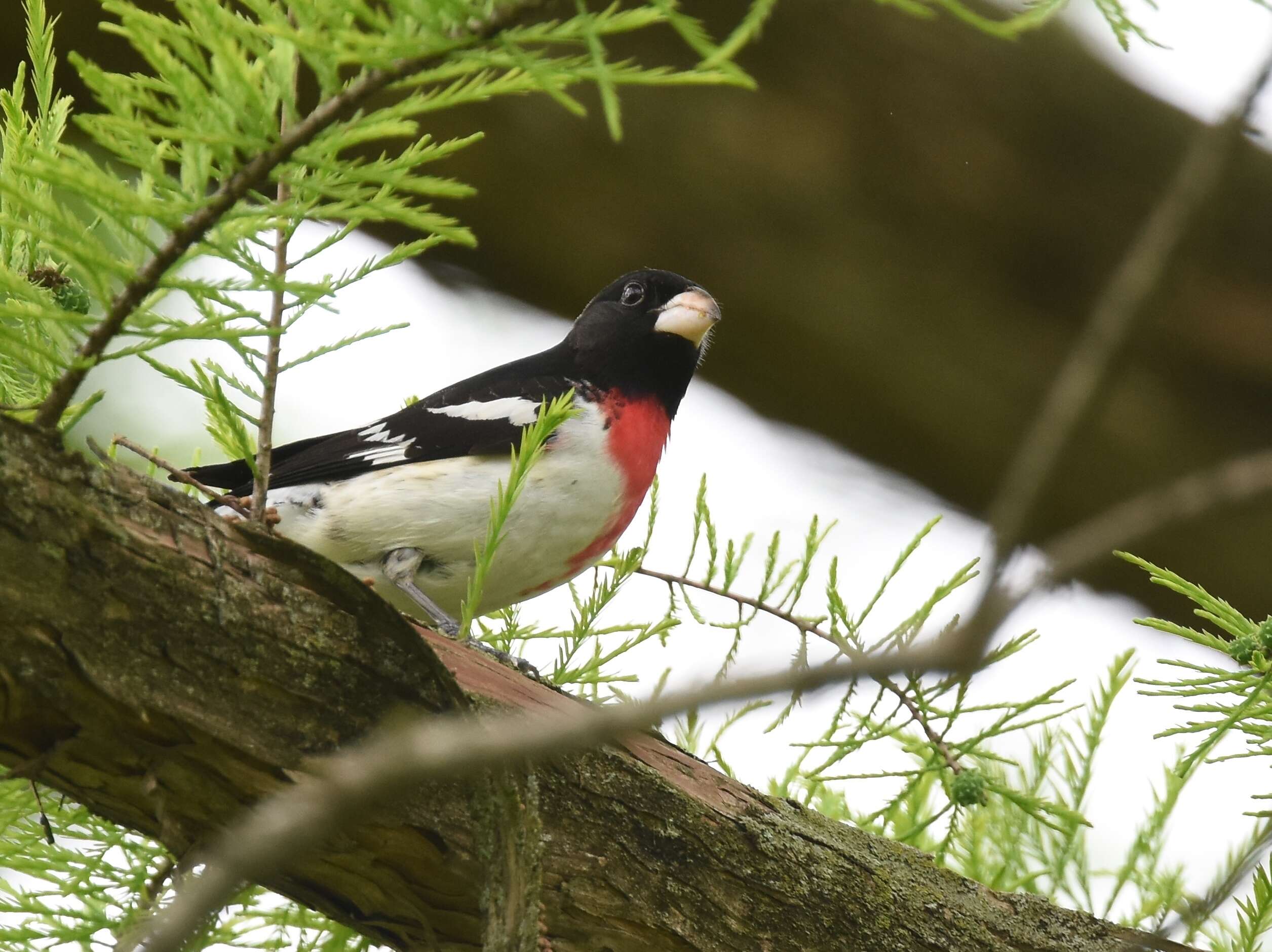 Image of Rose-breasted Grosbeak