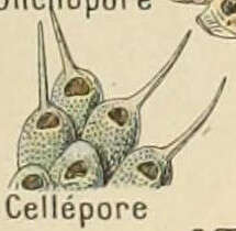 Sivun Celleporaria Lamouroux 1821 kuva
