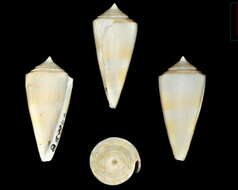 Image of Honker's Cone