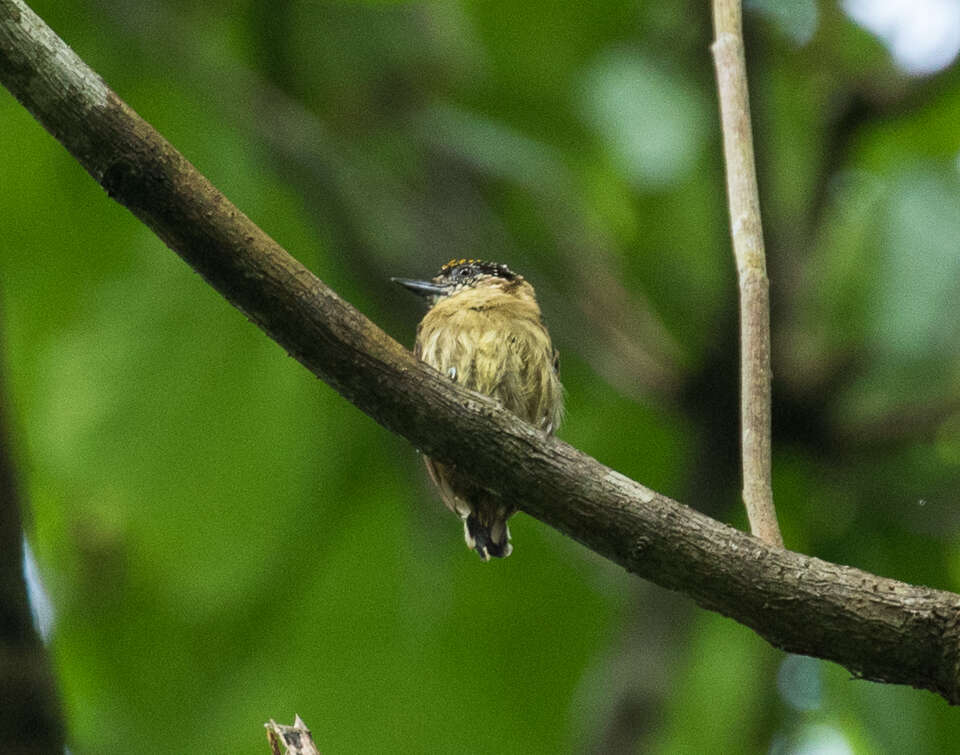 Image of Olivaceous Piculet