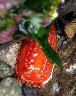 Image of Orange Sea Cucumber