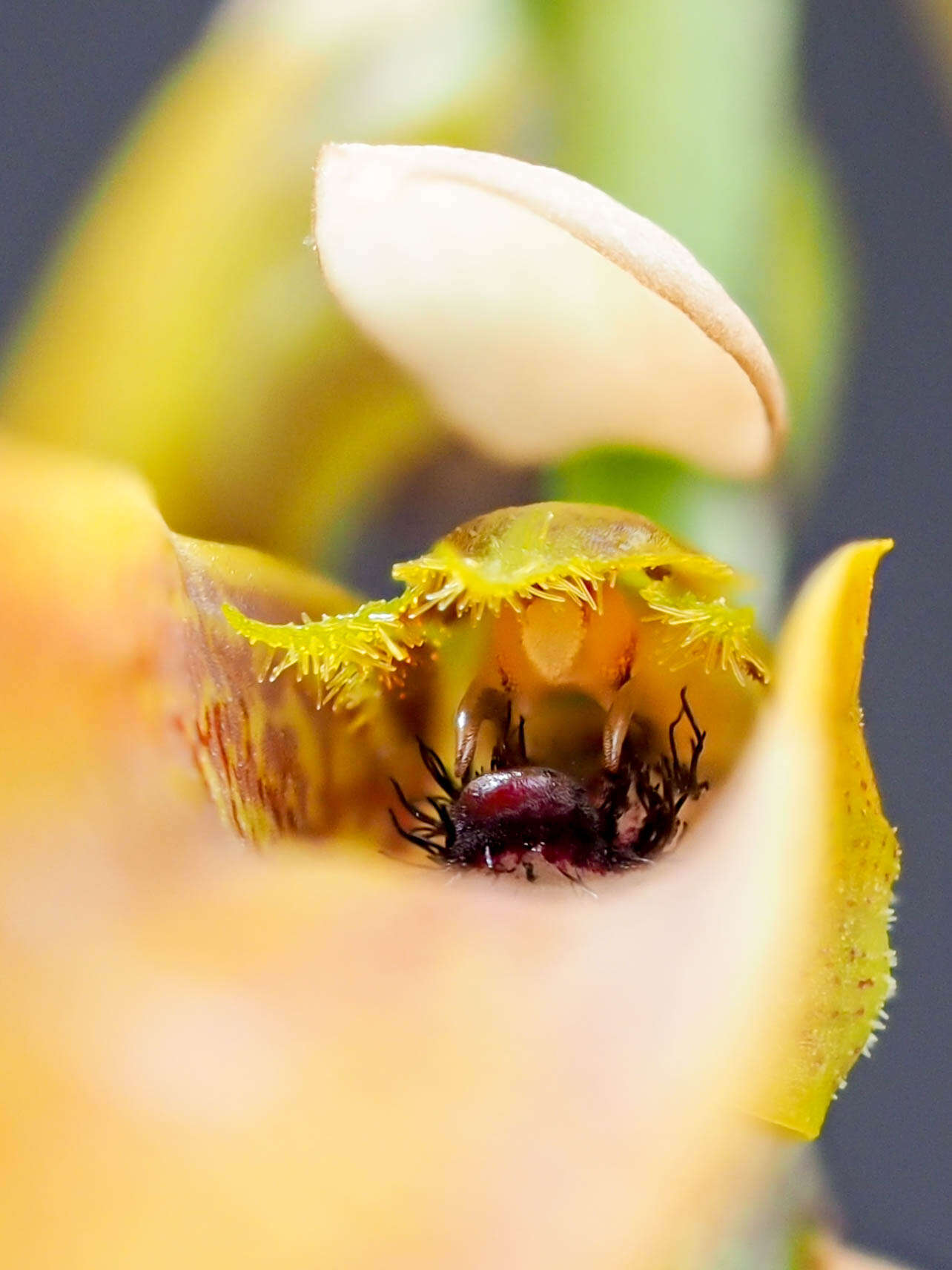 Imagem de Bulbophyllum tripudians C. S. P. Parish & Rchb. fil.