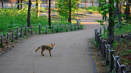 Image of Vulpes vulpes schrencki Kishida 1924