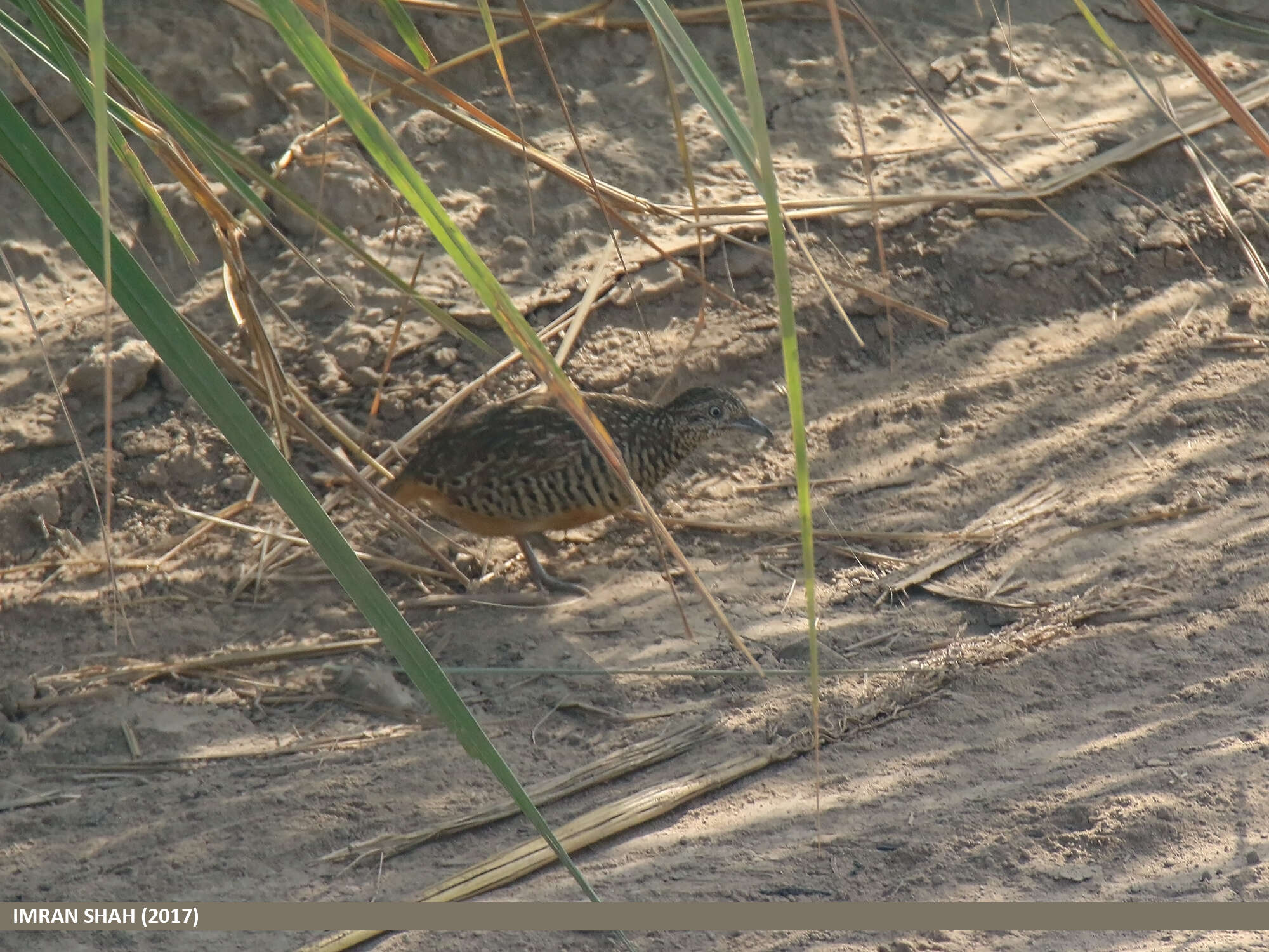 Image of Barred Buttonquail