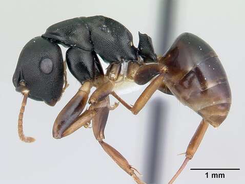 Phasmomyrmex resmi