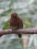 Image of White-whiskered Puffbird