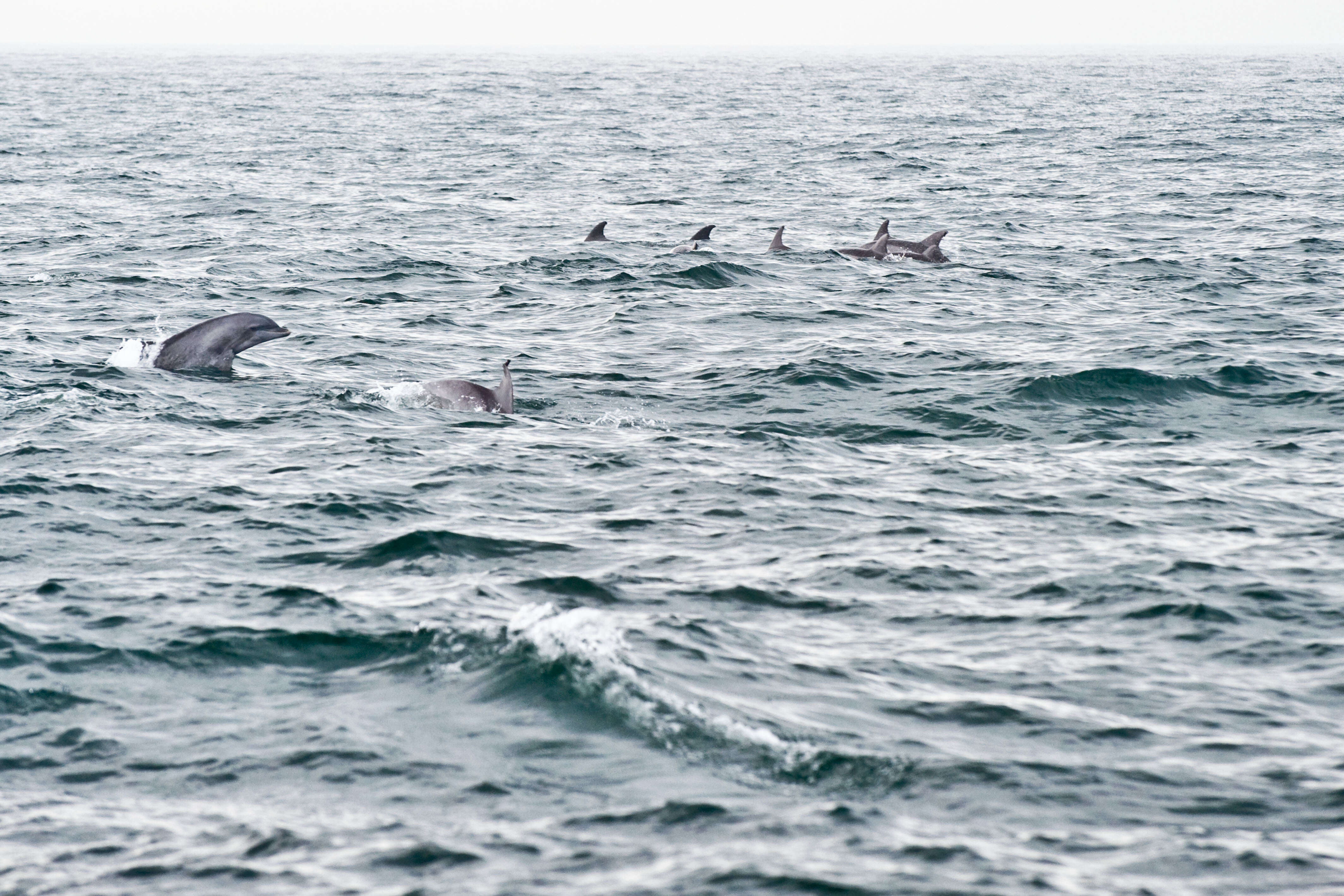 Imagem de Tursiops Gervais 1855