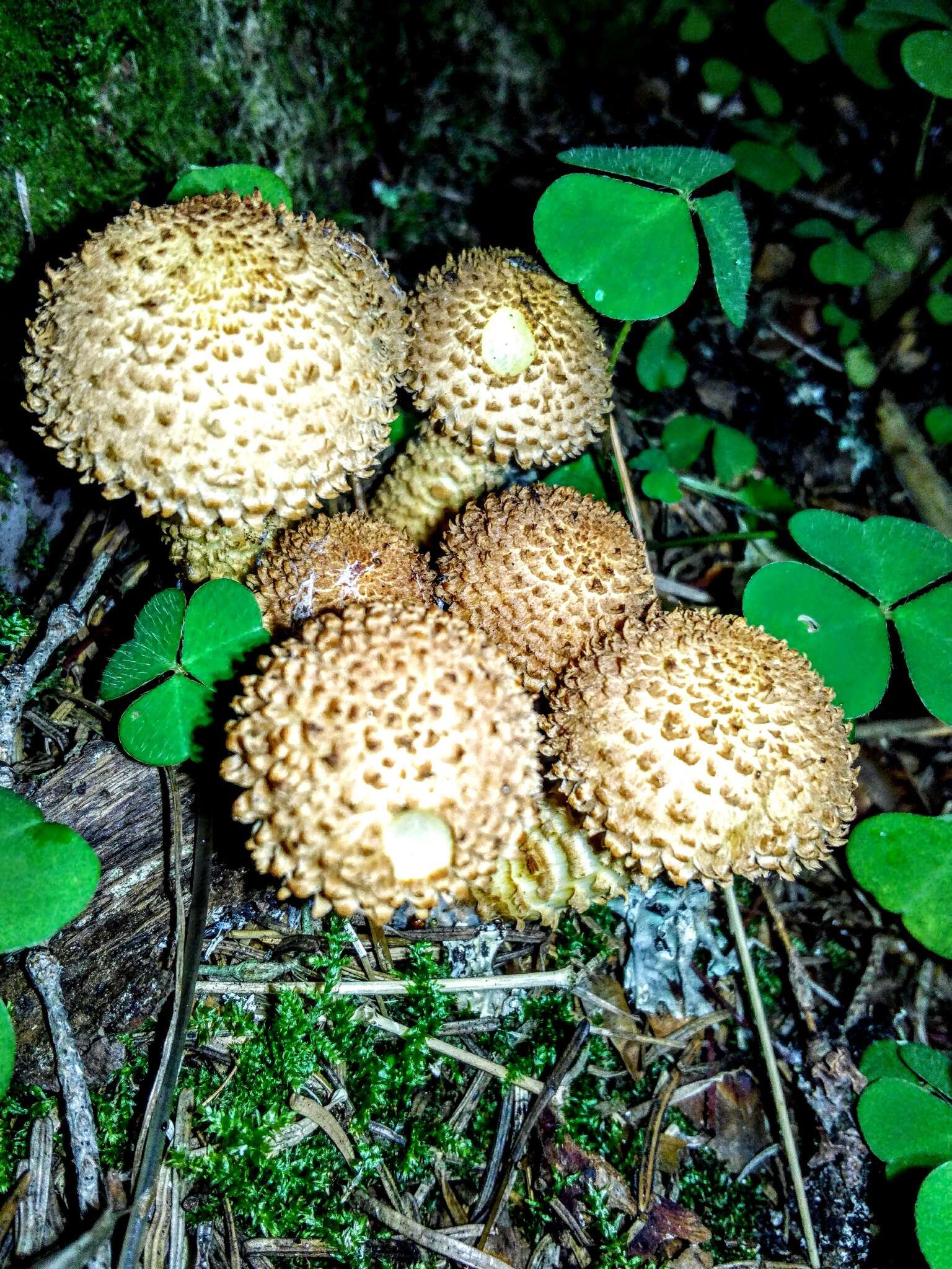 Pholiota squarrosa (Vahl) P. Kumm. 1871 resmi