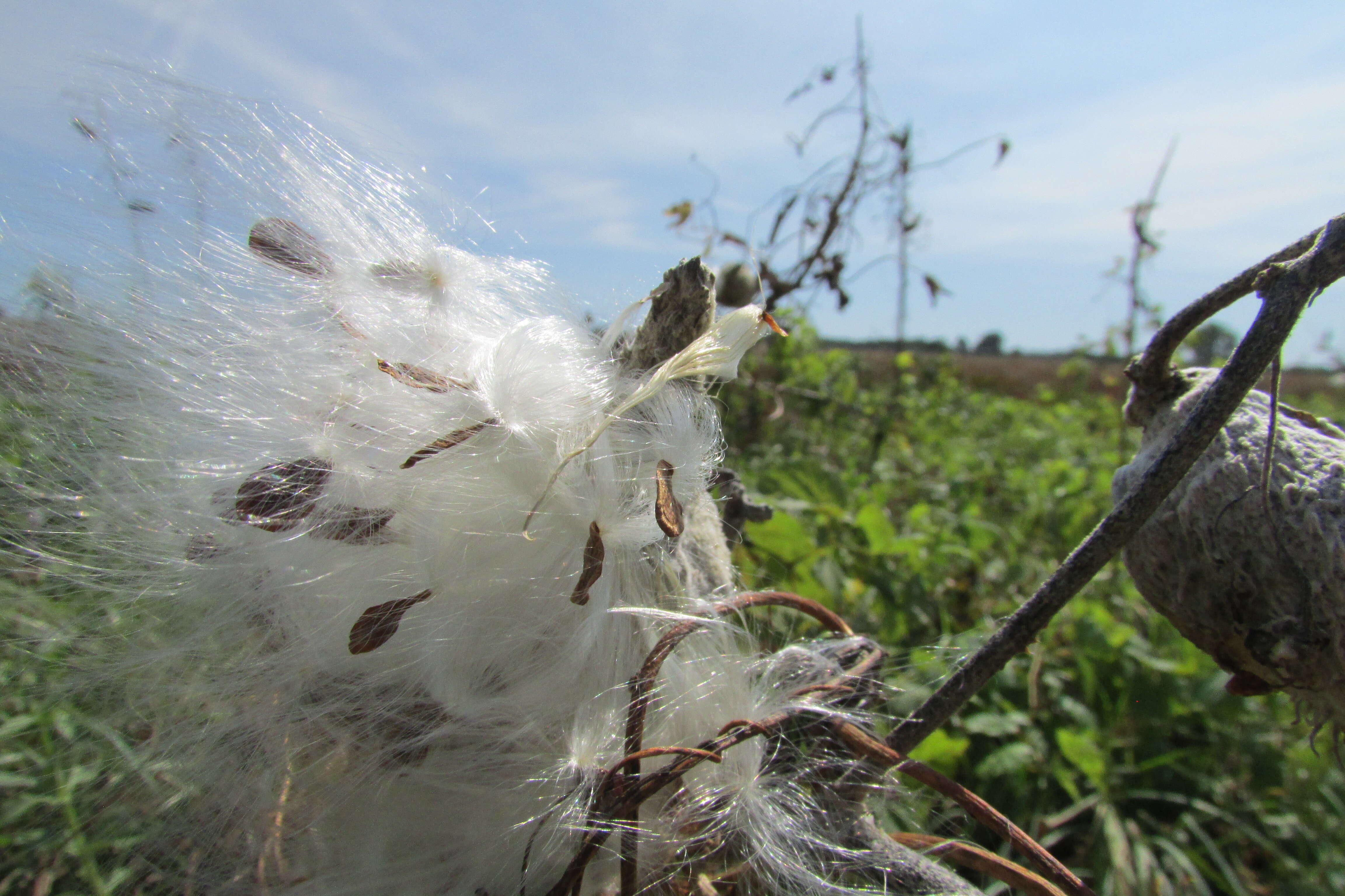 Image of purple milkweed