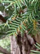 Image of English yew