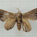 Image of Mustilia fusca