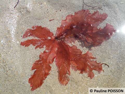 Imagem de Delesseria sanguinea