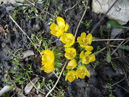 Image of eranthis