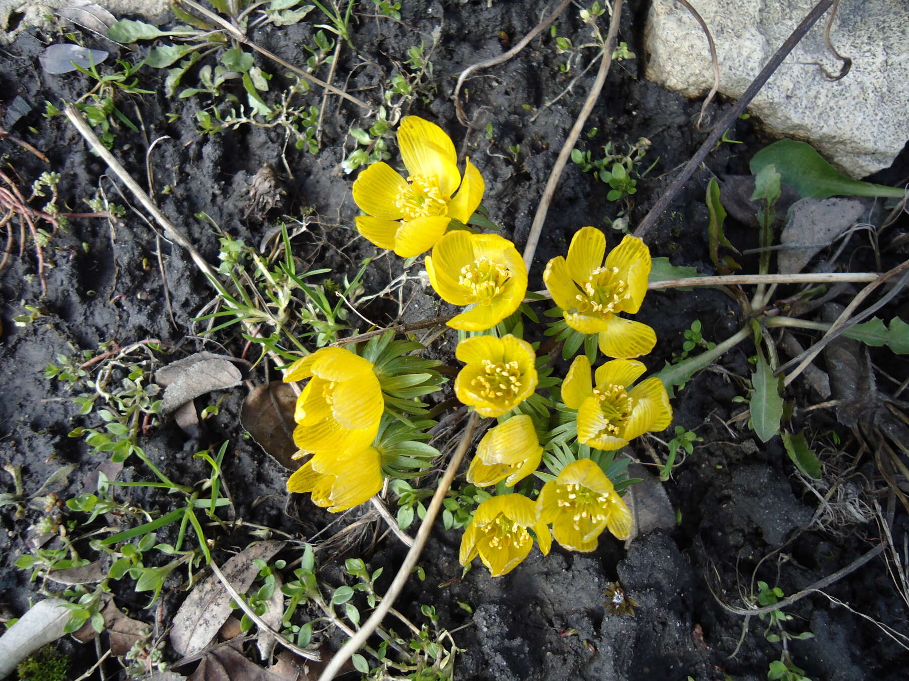 Image of eranthis