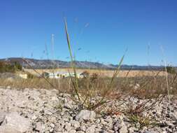 Image of puffsheath dropseed