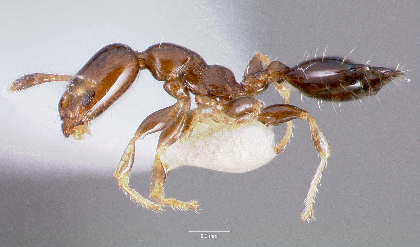 Image of Xenomyrmex floridanus Emery 1895