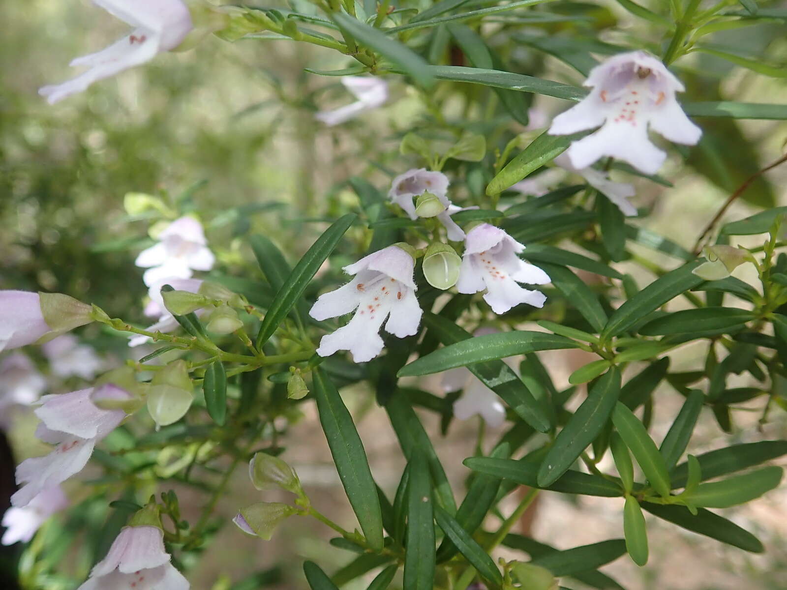 Image of Narrow-leaved Mint-bush