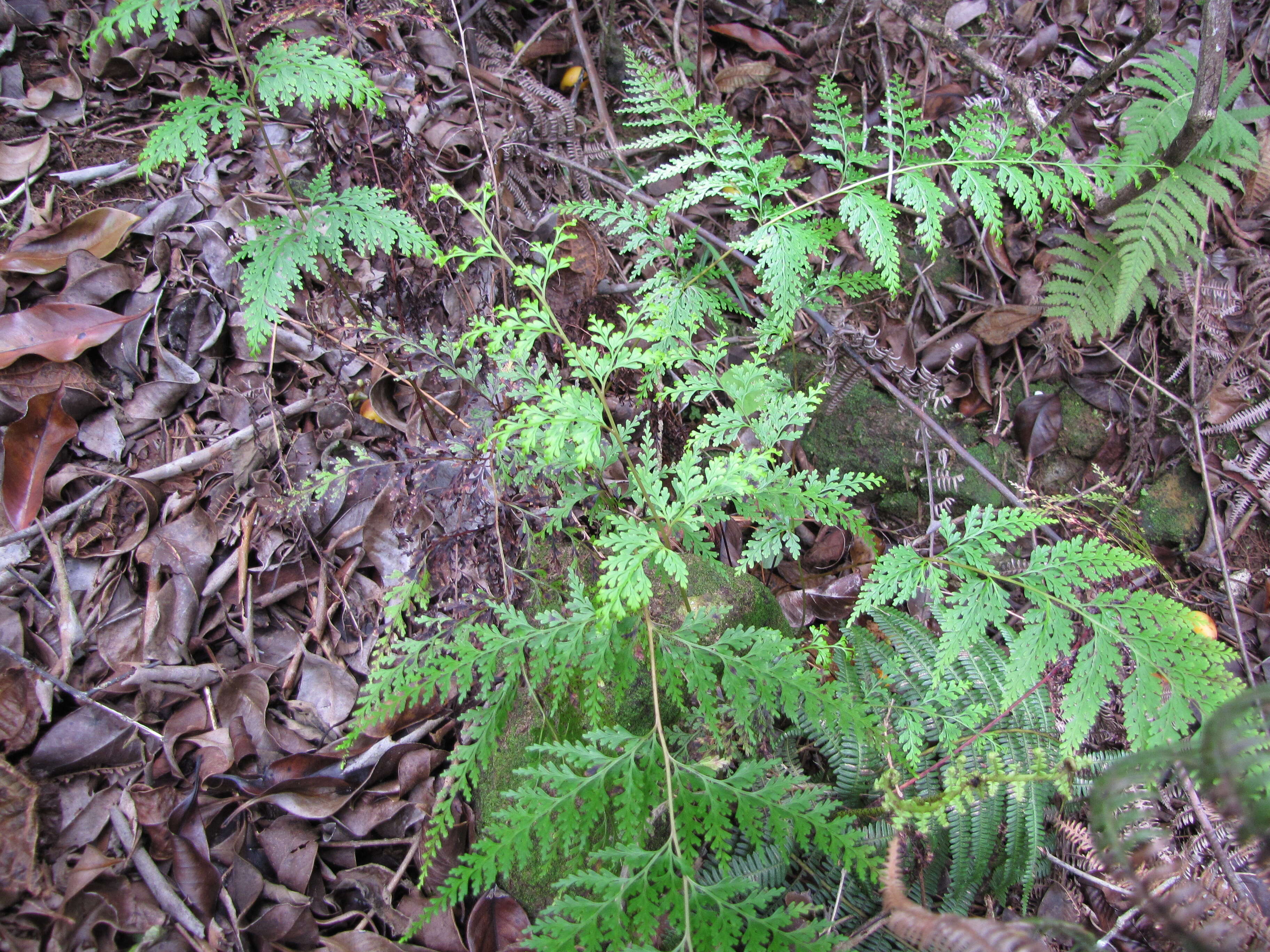 صورة Odontosoria chinensis (L.) J. Sm.