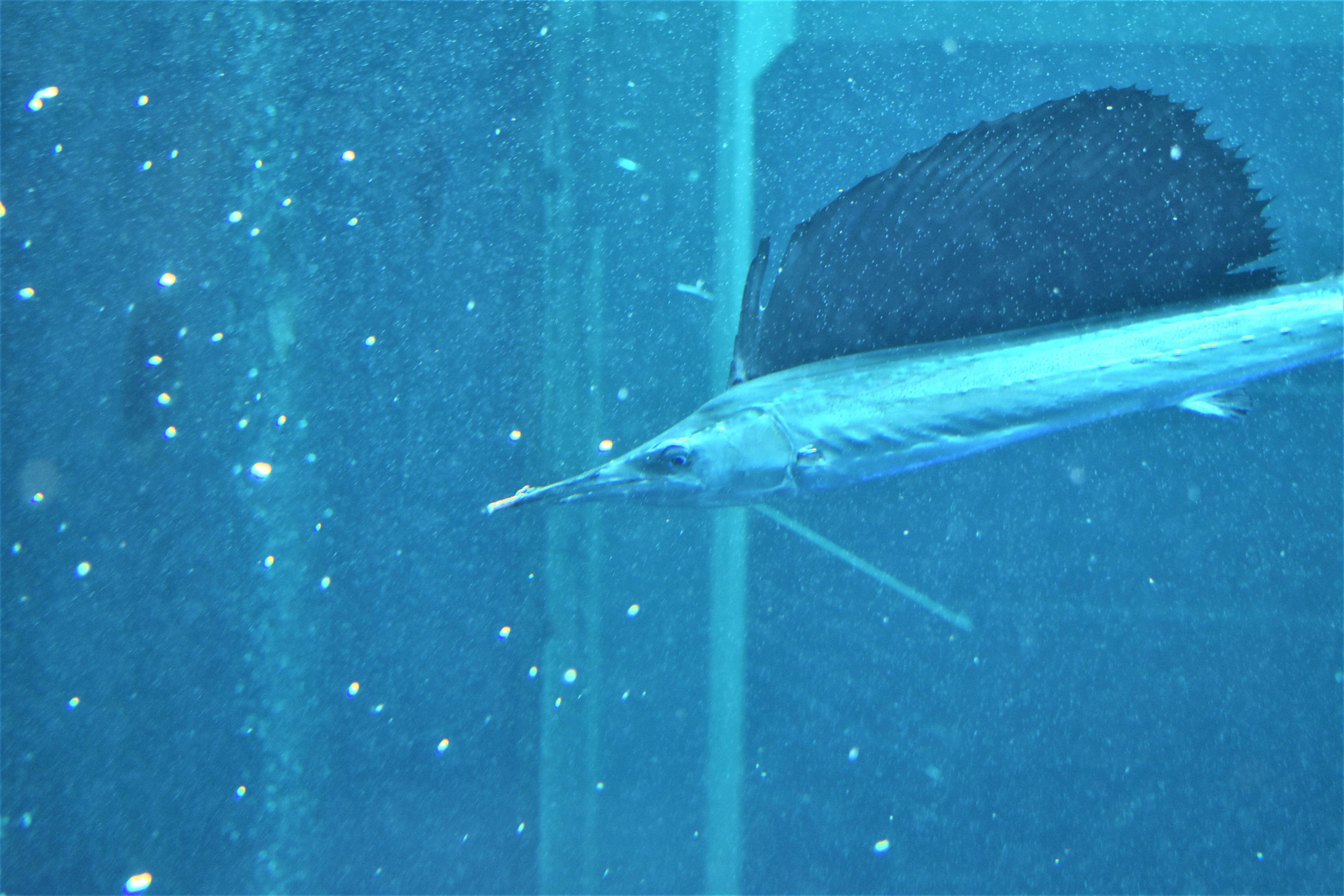 Image of Indo-Pacific sailfish