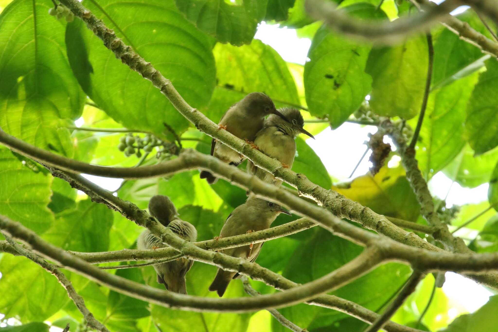 Image of Large Ponhpei White-eye