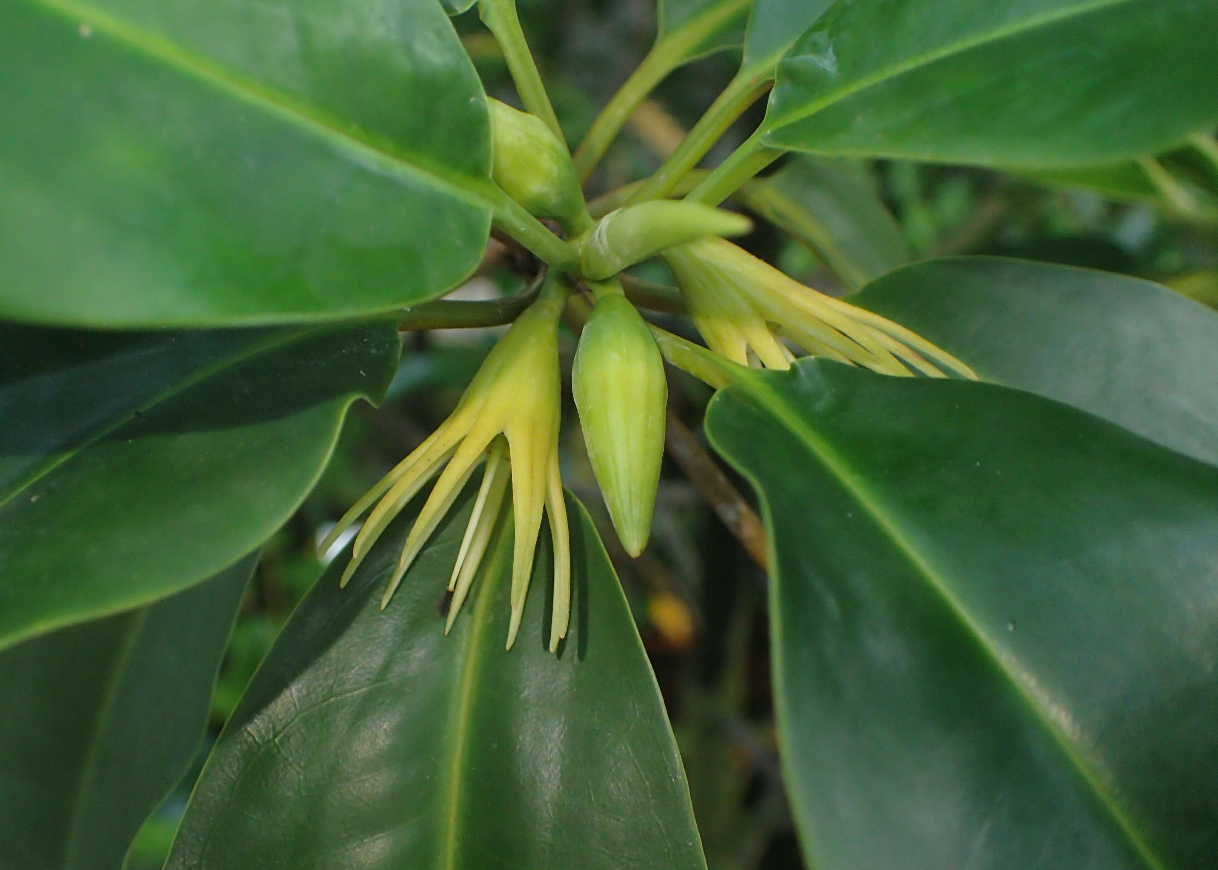 Image of Oriental mangrove