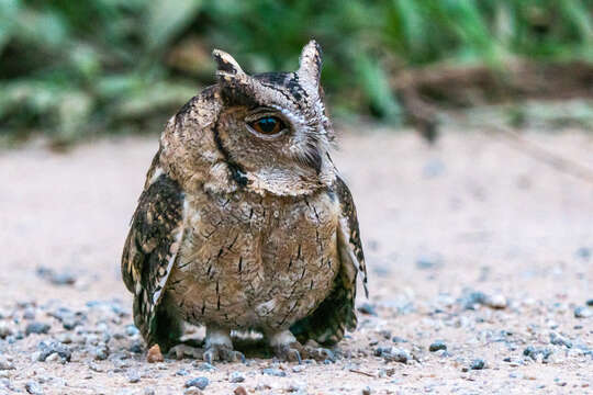 Image of Indian Scops Owl