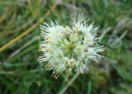 Image of Wild garlic