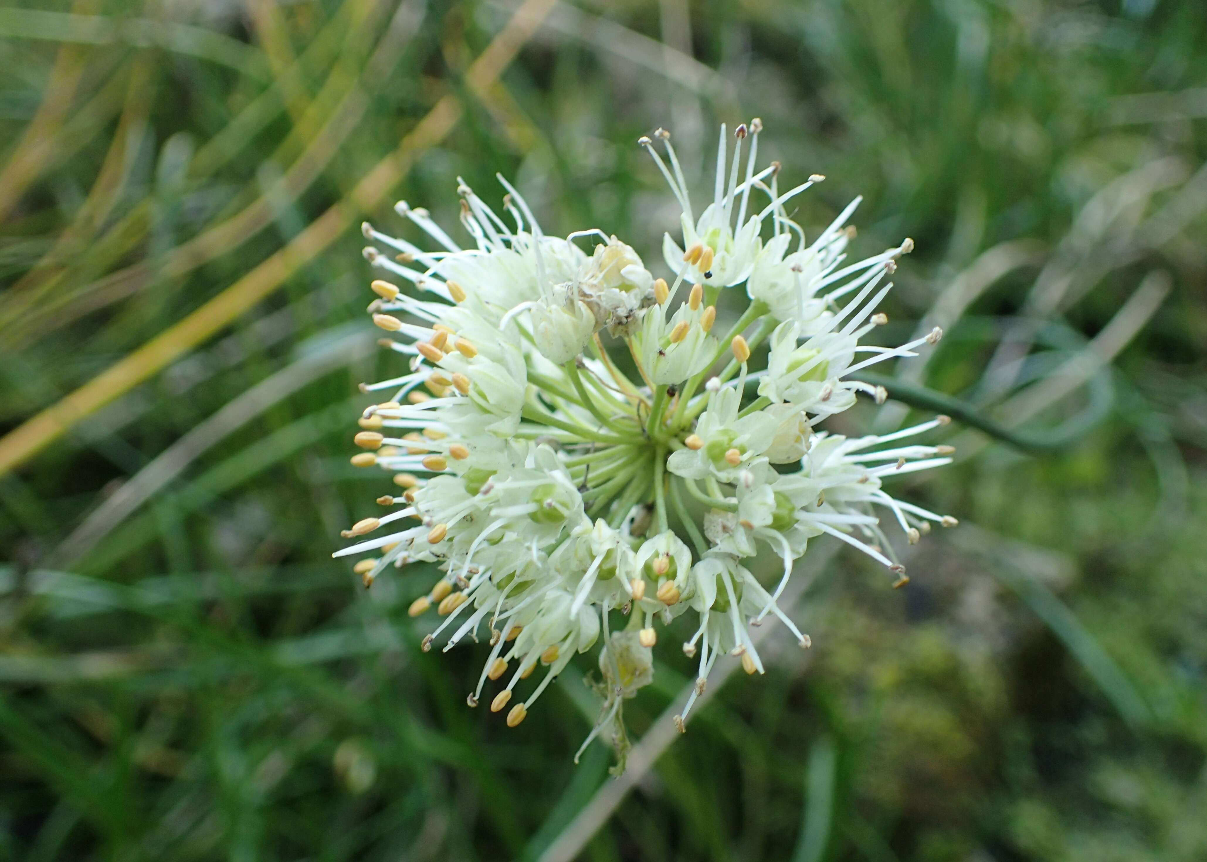 Слика од Allium pyrenaicum Costa & Vayr.