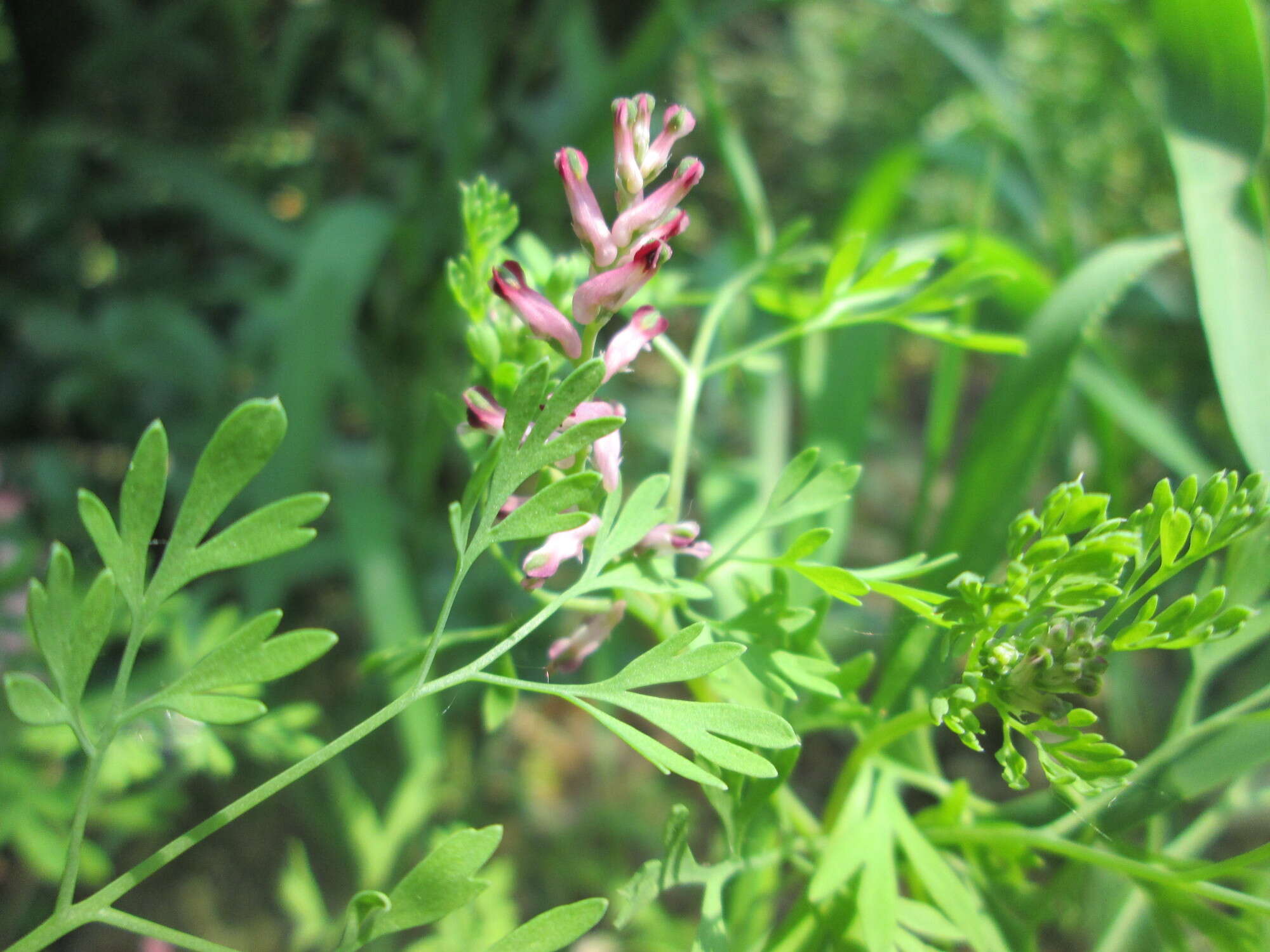 Plancia ëd Fumaria officinalis L.