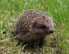 Image of Northern White-Breasted Hedgehog