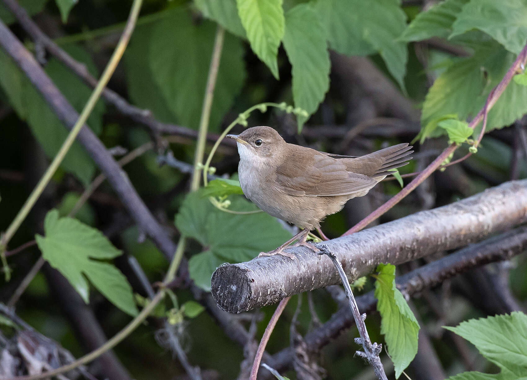 Image of Savi's Warbler