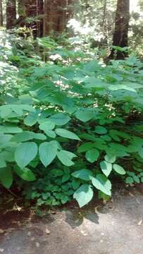 Image of California spikenard